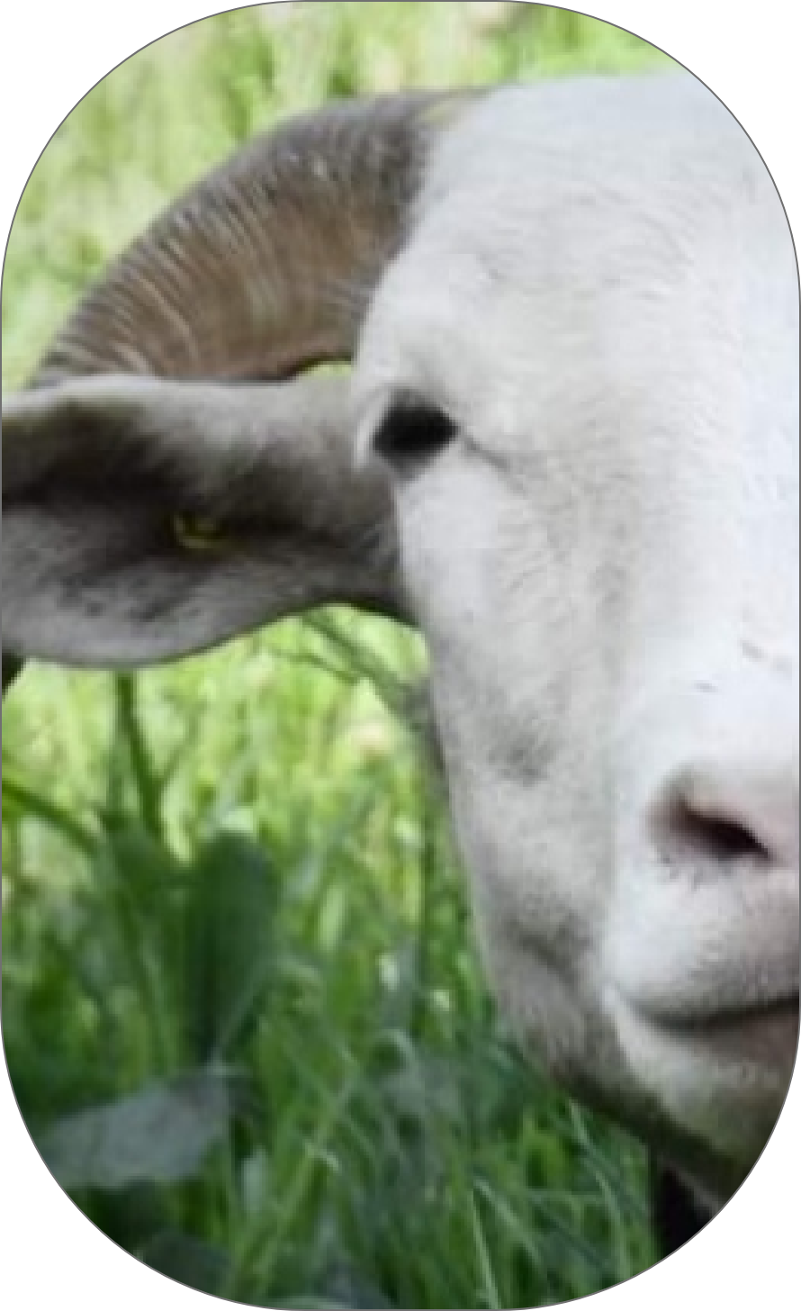 Chêvre