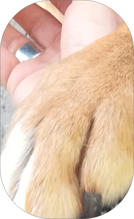 Patte de chien dans une main