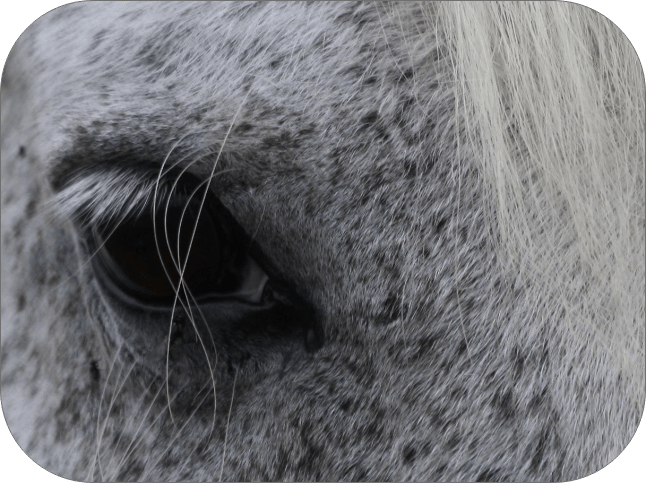Anne Buchel avec un cheval