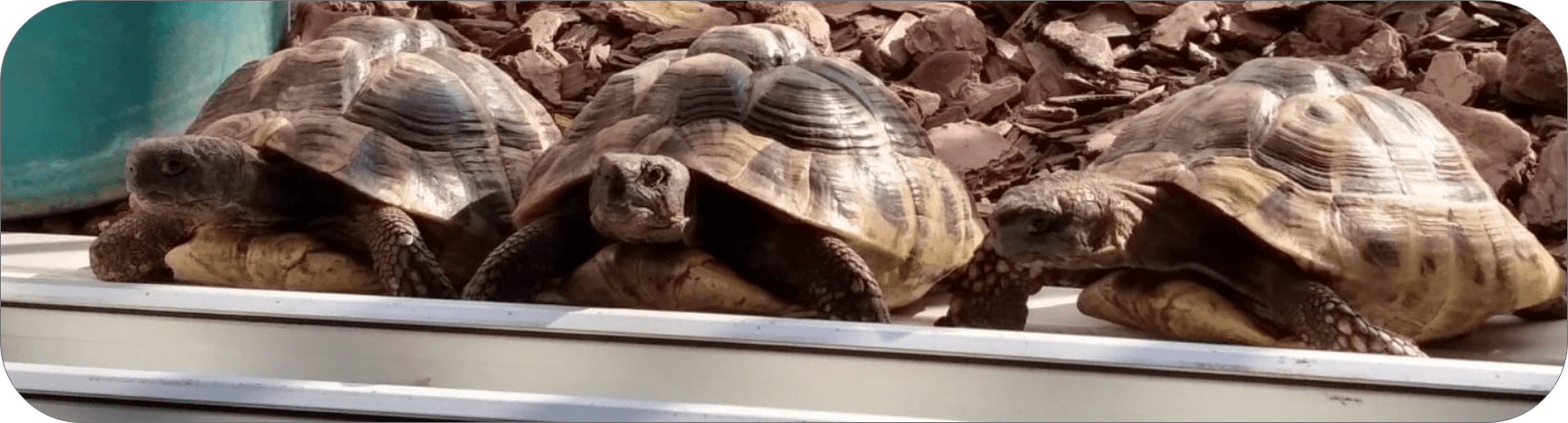 Tortues de terre Hermann